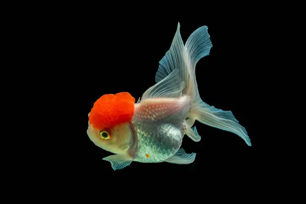 Oranda, kafasında kabarcık benzeri bir başlıkla karakterize edilen bir balık türüdür.