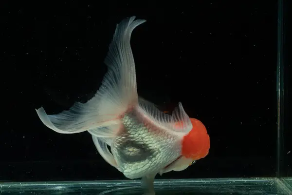 Oranda, kafasında kabarcık benzeri bir başlıkla karakterize edilen bir balık türüdür.