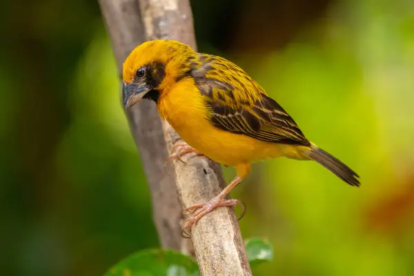 Asya altın dokumacı (Ploceus hipoksanthus), Ploceidae familyasından bir kuş türü.