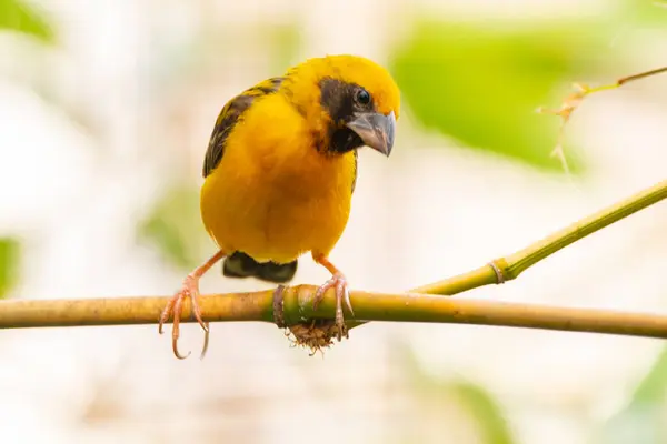 Asya altın dokumacı (Ploceus hipoksanthus), Ploceidae familyasından bir kuş türü.