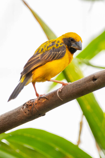 Азиатский золотистый ткач (Ploceus hypoxanthus) - вид птиц семейства Ploceidae.