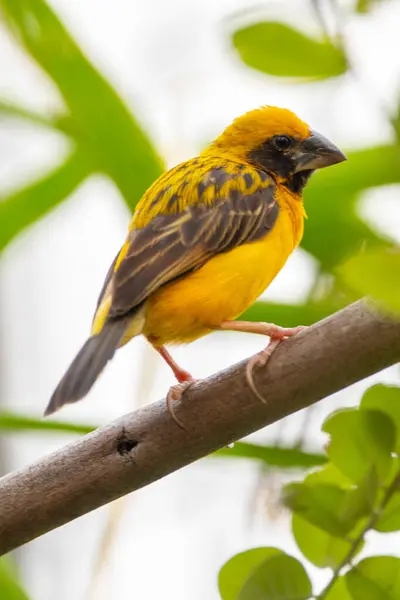 Asya altın dokumacı (Ploceus hipoksanthus), Ploceidae familyasından bir kuş türü.