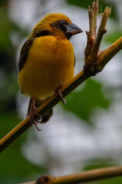 Asya altın dokumacı (Ploceus hipoksanthus), Ploceidae familyasından bir kuş türü.