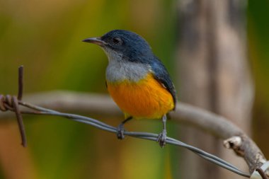 Turuncu karınlı çıngıraklı (