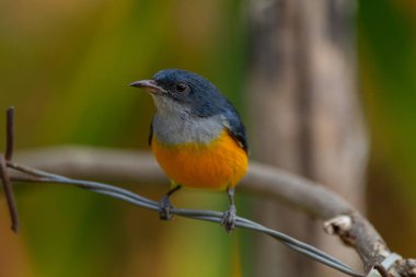 Turuncu karınlı çıngıraklı (