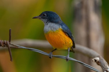 Turuncu karınlı çıngıraklı (