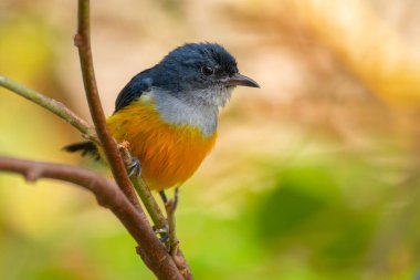 Turuncu karınlı çıngıraklı (
