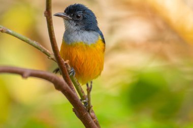 Turuncu karınlı çıngıraklı (