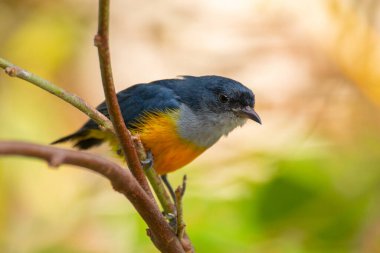 Turuncu karınlı çıngıraklı (