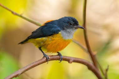 Turuncu karınlı çıngıraklı (