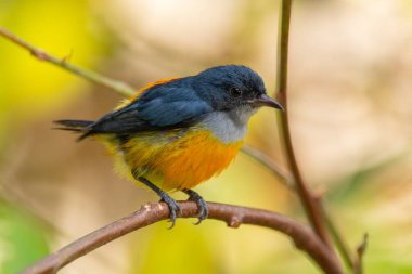 Turuncu karınlı çıngıraklı (