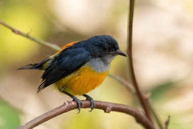 Turuncu karınlı çıngıraklı (