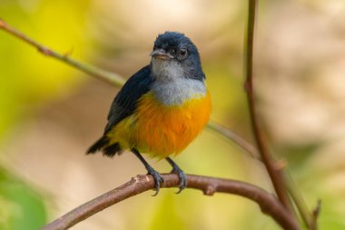 Turuncu karınlı çıngıraklı (