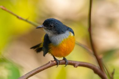 Turuncu karınlı çıngıraklı (