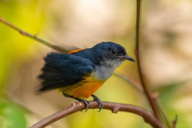 Turuncu karınlı çıngıraklı (