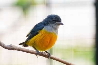 Turuncu karınlı çıngıraklı (