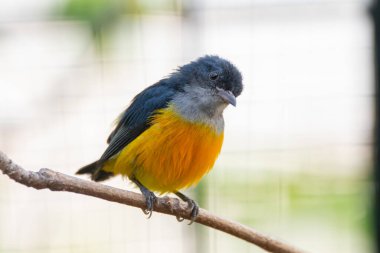 Turuncu karınlı çıngıraklı (