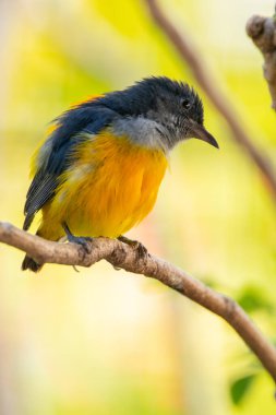 Turuncu karınlı çıngıraklı (