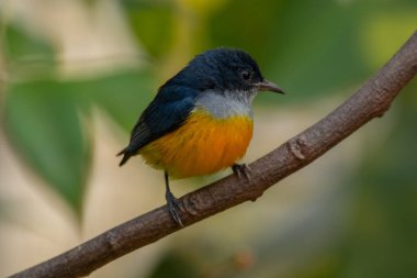 Turuncu karınlı çıngıraklı (