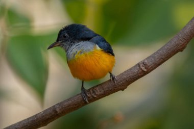 Turuncu karınlı çıngıraklı (