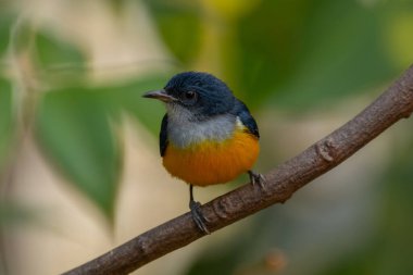 Turuncu karınlı çıngıraklı (