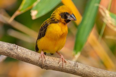 Asya altın dokumacı (Ploceus hipoksanthus), Ploceidae familyasından bir kuş türü.