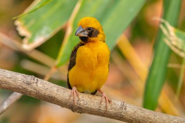 Asya altın dokumacı (Ploceus hipoksanthus), Ploceidae familyasından bir kuş türü.