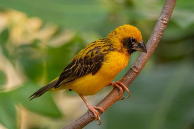 Asya altın dokumacı (Ploceus hipoksanthus), Ploceidae familyasından bir kuş türü.