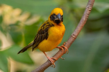 Asya altın dokumacı (Ploceus hipoksanthus), Ploceidae familyasından bir kuş türü.