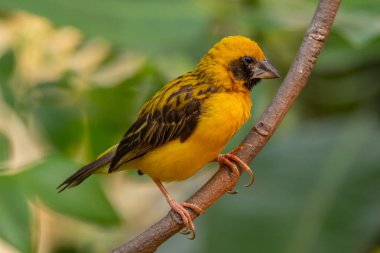 Asya altın dokumacı (Ploceus hipoksanthus), Ploceidae familyasından bir kuş türü.