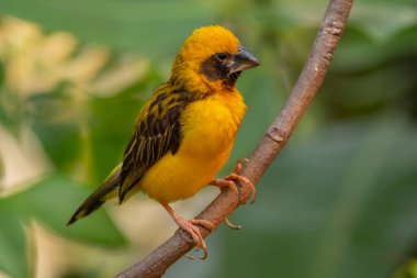 Asya altın dokumacı (Ploceus hipoksanthus), Ploceidae familyasından bir kuş türü.