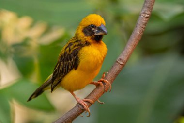 Asya altın dokumacı (Ploceus hipoksanthus), Ploceidae familyasından bir kuş türü.