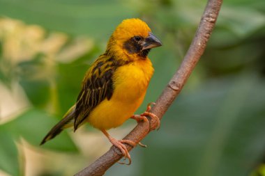 Asya altın dokumacı (Ploceus hipoksanthus), Ploceidae familyasından bir kuş türü.