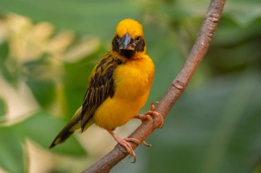Asya altın dokumacı (Ploceus hipoksanthus), Ploceidae familyasından bir kuş türü.