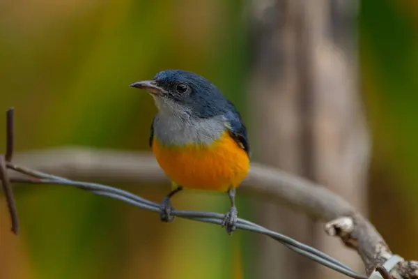 Turuncu karınlı çıngıraklı (
