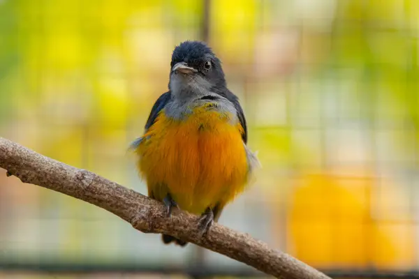 Turuncu karınlı çıngıraklı (