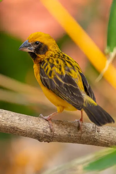 Asya altın dokumacı (Ploceus hipoksanthus), Ploceidae familyasından bir kuş türü.