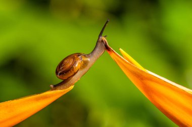 Salyangoz kabuklu bir gastropoddur. Bu isim çoğunlukla kara salyangozlarına, karasal pulmonat gastropod yumuşakçalarına uygulanır.