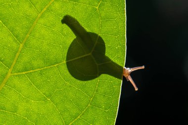 Salyangoz kabuklu bir gastropoddur. Bu isim çoğunlukla kara salyangozlarına, karasal pulmonat gastropod yumuşakçalarına uygulanır.
