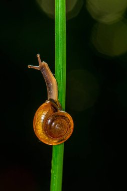 Salyangoz kabuklu bir gastropoddur. Bu isim çoğunlukla kara salyangozlarına, karasal pulmonat gastropod yumuşakçalarına uygulanır.