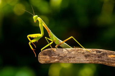 Rombodera, Asya 'ya özgü peygamberdevesi cinsi bir peygamberdevesi cinsidir ve koruyucu peygamber devesi (veya kukukuletalı peygamberdevesi) ve yaprak mantid (yaprak yapraklı peygamberdevesi) gibi yaygın isimlere sahiptir.
