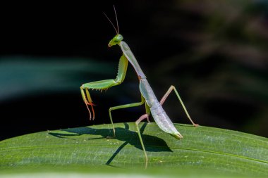 Rombodera, Asya 'ya özgü peygamberdevesi cinsi bir peygamberdevesi cinsidir ve koruyucu peygamber devesi (veya kukukuletalı peygamberdevesi) ve yaprak mantid (yaprak yapraklı peygamberdevesi) gibi yaygın isimlere sahiptir.