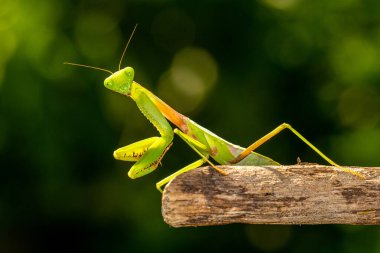 Rombodera, Asya 'ya özgü peygamberdevesi cinsi bir peygamberdevesi cinsidir ve koruyucu peygamber devesi (veya kukukuletalı peygamberdevesi) ve yaprak mantid (yaprak yapraklı peygamberdevesi) gibi yaygın isimlere sahiptir.