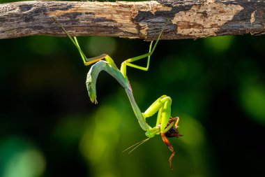 Rombodera, Asya 'ya özgü peygamberdevesi cinsi bir peygamberdevesi cinsidir ve koruyucu peygamber devesi (veya kukukuletalı peygamberdevesi) ve yaprak mantid (yaprak yapraklı peygamberdevesi) gibi yaygın isimlere sahiptir.