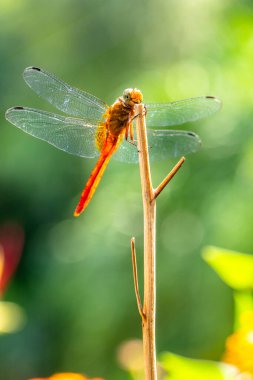 Yusufçuk, Anisoptera alt sınıflarından Odonata 'ya ait uçan bir böcektir.