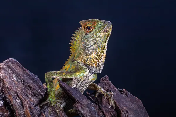 Gonocephalus chamaeleontinus, Endonezya ve Malezya 'dan gelen bir kertenkele türüdür.