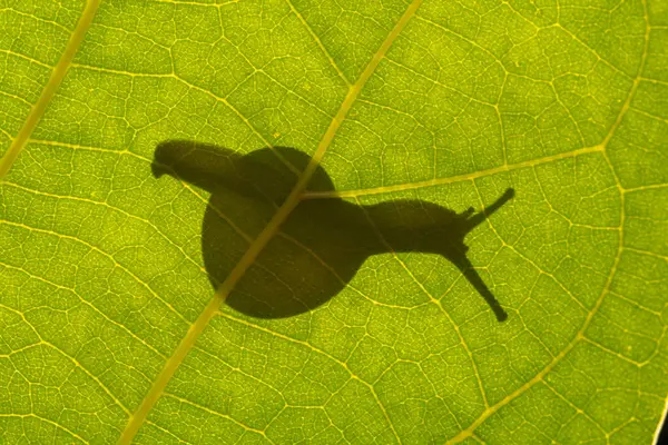 Salyangoz kabuklu bir gastropoddur. Bu isim çoğunlukla kara salyangozlarına, karasal pulmonat gastropod yumuşakçalarına uygulanır.