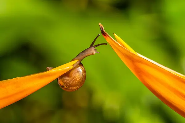 Salyangoz kabuklu bir gastropoddur. Bu isim çoğunlukla kara salyangozlarına, karasal pulmonat gastropod yumuşakçalarına uygulanır.