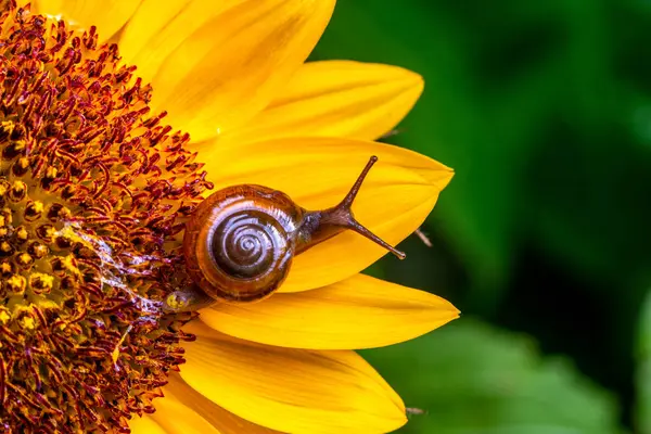 Salyangoz kabuklu bir gastropoddur. Bu isim çoğunlukla kara salyangozlarına, karasal pulmonat gastropod yumuşakçalarına uygulanır.