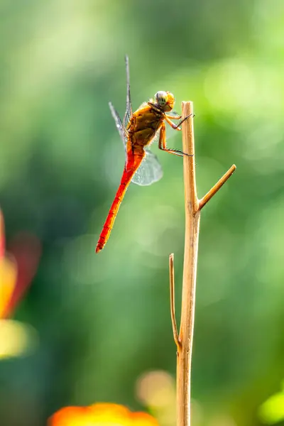 Yusufçuk, Anisoptera alt sınıflarından Odonata 'ya ait uçan bir böcektir.